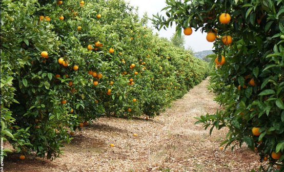 Апельсиновый сад