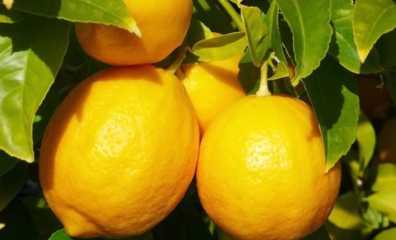 лимоны оптом недорого