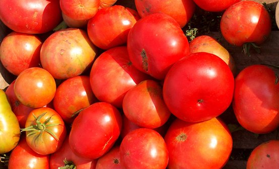 помидоры оптом