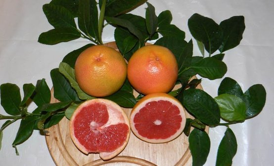 спелый грейпфрут оптом