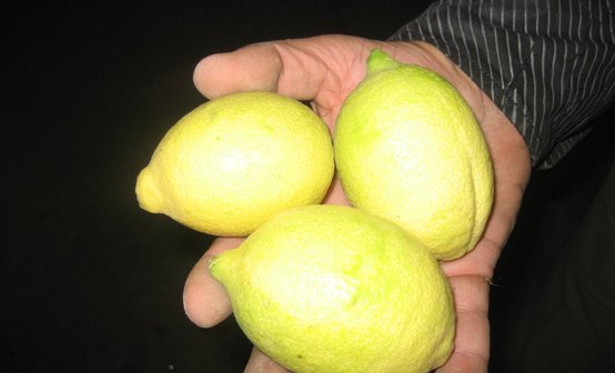 свежие лимоны оптом