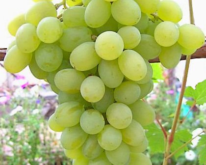 виноград оптом недорого